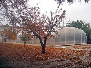 Pool enclosure Laguna Neo prevents leaves from falling into pool